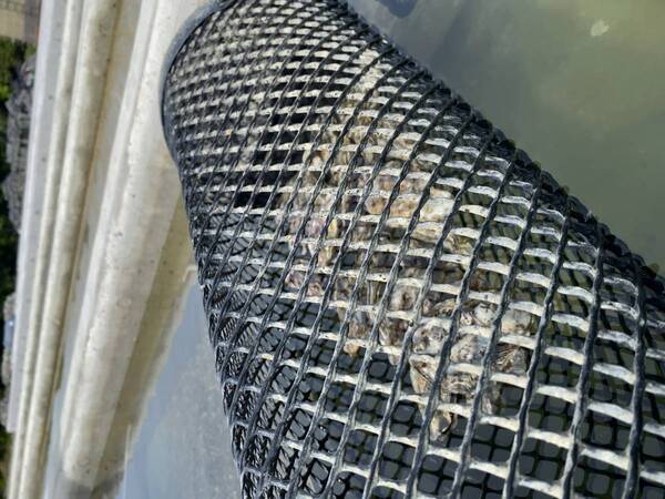 【広島ホームテレビ】日本唯一の方法でカキの養殖を追求する生産者に密着