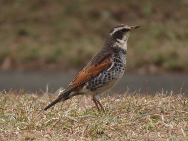 【野鳥観察イベント】小山内裏公園で冬の野鳥観察会を2月11日（日）に開催！