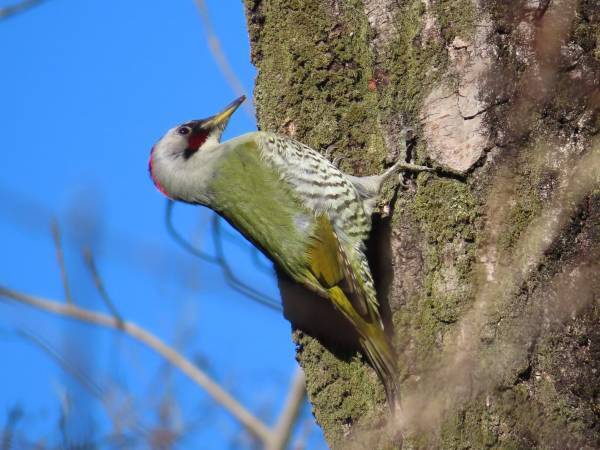【野鳥観察イベント】小山内裏公園で冬の野鳥観察会を2月11日（日）に開催！