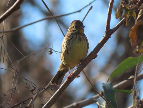 【野鳥観察イベント】小山内裏公園で冬の野鳥観察会を2月11日（日）に開催！
