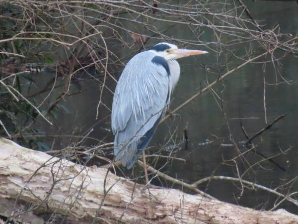 【野鳥観察イベント】小山内裏公園で冬の野鳥観察会を2月11日（日）に開催！