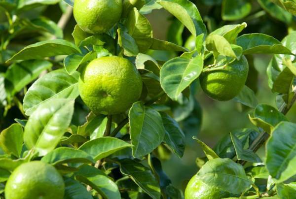 タカラ「焼酎ハイボール」＜高知産直七割り＞数量限定発売