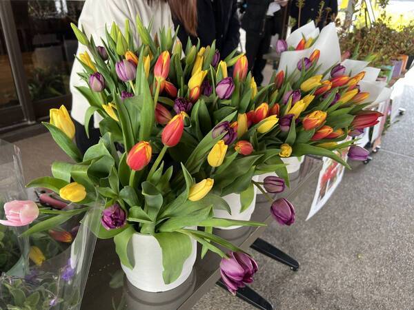 被災地のお花で支援を！！「のとキリシマツツジ」応援プロジェクト開催