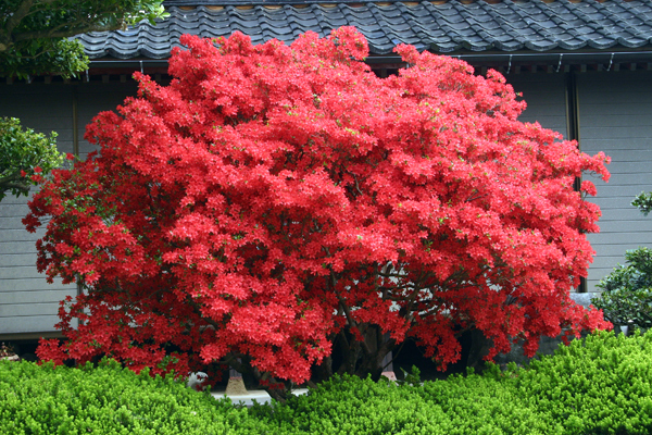 被災地のお花で支援を！！「のとキリシマツツジ」応援プロジェクト開催