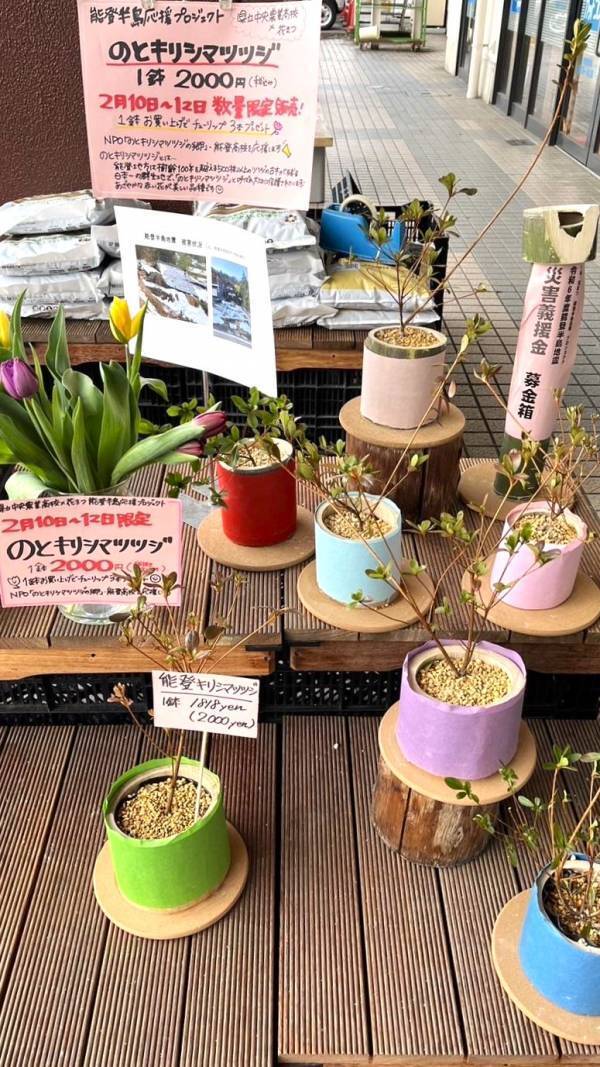 被災地のお花で支援を！！「のとキリシマツツジ」応援プロジェクト開催