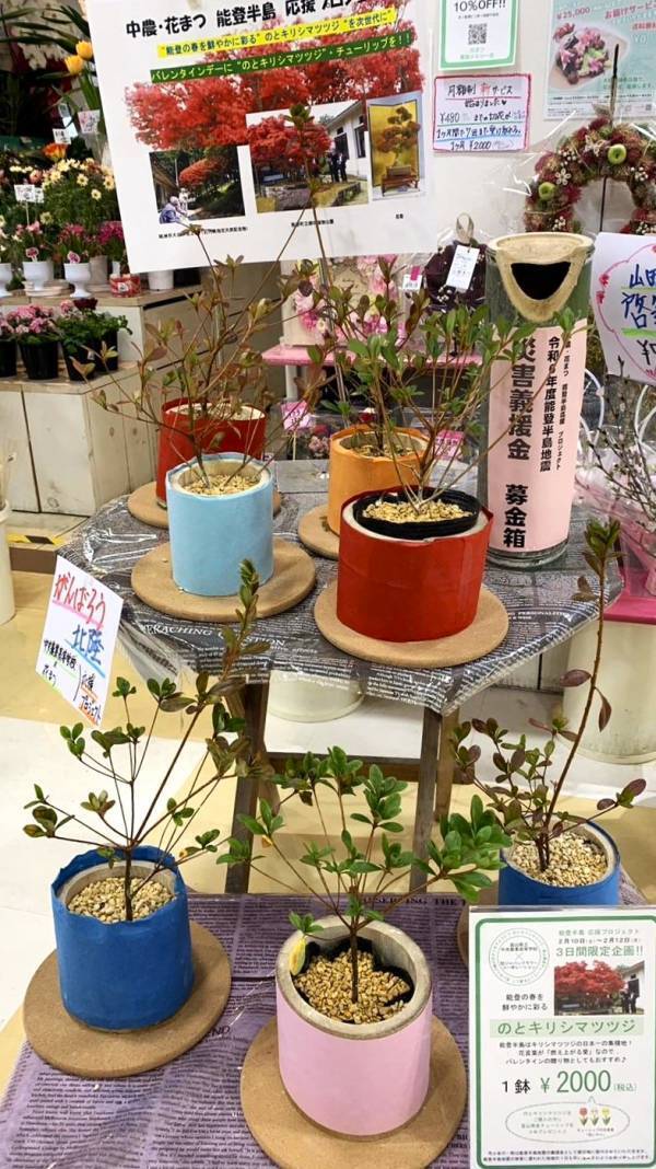 被災地のお花で支援を！！「のとキリシマツツジ」応援プロジェクト開催