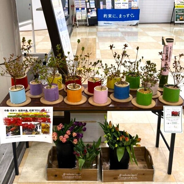 被災地のお花で支援を！！「のとキリシマツツジ」応援プロジェクト開催