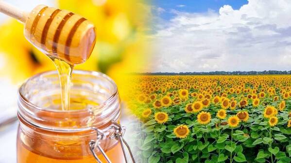 日本橋三越本店に、はちみつメーカー直営「パティスリーQBG」が初登場！朝焼きのふわとろ「はちみつチーズタルト」を築地の厨房から毎日直送【5/15(水)〜28(火)】