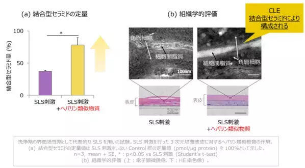 肌のバリア機能に重要な結合型セラミドを増やす成分を発見