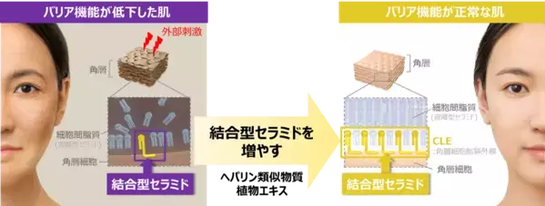 肌のバリア機能に重要な結合型セラミドを増やす成分を発見