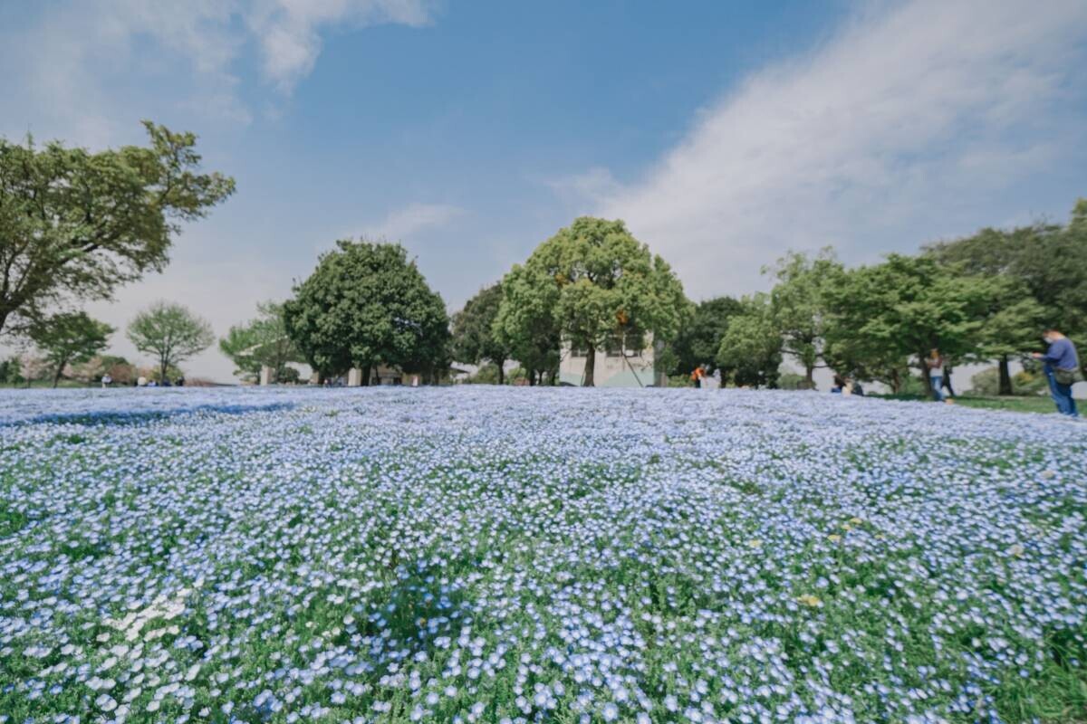 春爛漫の都立公園で、ライトアップを楽しもう！ 浮間公園・小金井公園・舎人公園で 「花と光のムーブメント」を3月22日から順次開催！