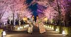 卒業旅行、桜の京都観光に。夜の二条城で桜のライトアップと着物レンタルのセット販売を開始。