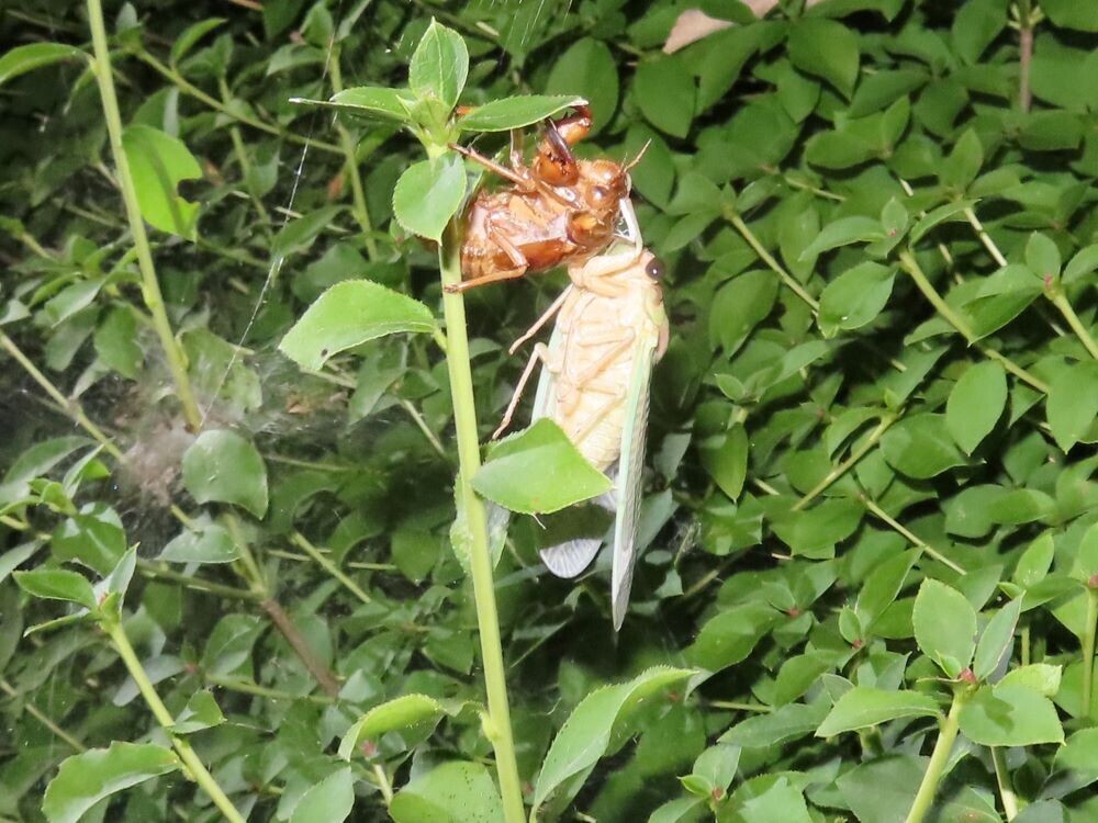 昆虫好き集まれ！小山内裏公園で夜の昆虫観察会～わくわくサマーナイト～8月17日(土)開催！