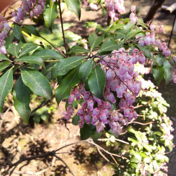 六義園の大きなしだれ桜が本日（3/18）開花しました！