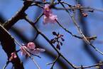 六義園の大きなしだれ桜が本日（3/18）開花しました！