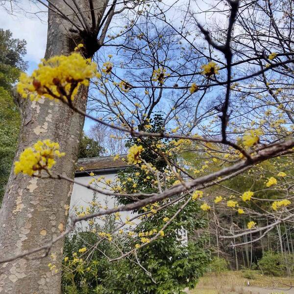 六義園の大きなしだれ桜が本日（3/18）開花しました！