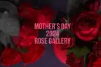 バラで感じる癒しのスペシャルローズギフト　2024年 ROSE GALLERYが提案する母の日ギフト