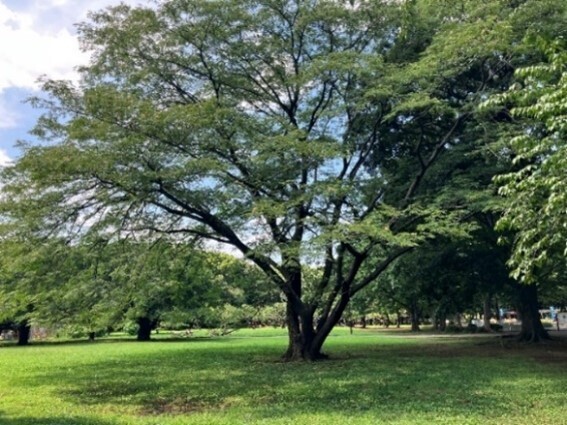 都立砧公園でアートイベント「砧の布」10月12日(土)開催！