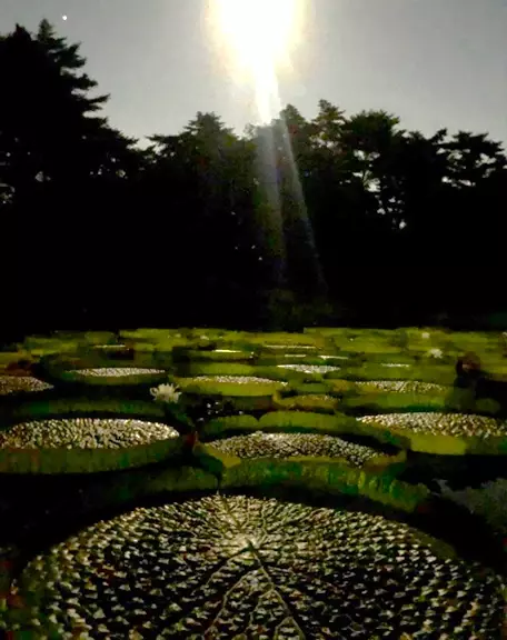 神代植物公園「大温室夜間公開」を実施します！（7/20～7/21、9/14～9/15）