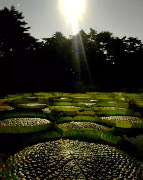 神代植物公園「大温室夜間公開」を実施します！（7/20～7/21、9/14～9/15）