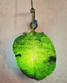 11/23～12/8「小金井公園」の植物、歴史や文化、集う人々の活動を“あかり”で表現 「夜の公園散策」をテーマにしたライトアップイベントを初開催！   「花と光のムーブメント」 小金井公園ナイトパーク ワンダー