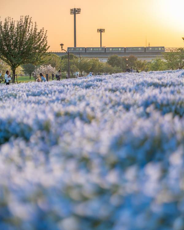 3/27～募集開始！春のTOKYO Instagramフォトコンテスト2024～都立公園・庭園・隅田川でたのしむ春～
