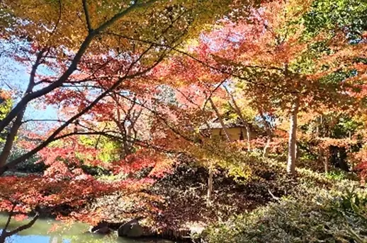 第17回「都立庭園紅葉めぐりスタンプラリー」10月12日(土)～12月8日(日)