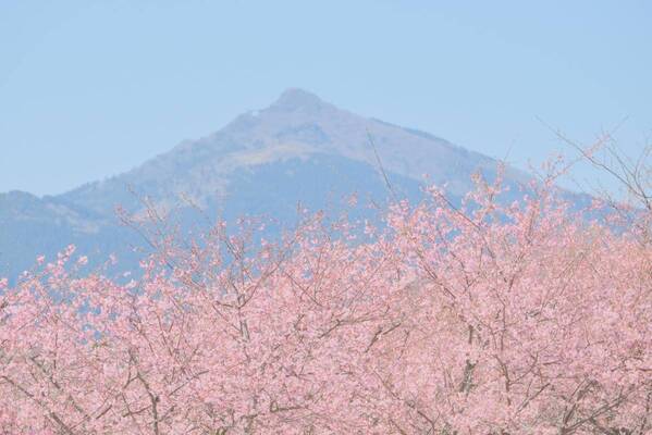 季節を彩る花と魚たちのコラボレーション！ 『ブルーミング アクアワールド・大洗～スプリング～』 期間限定「桜水槽」を展示中
