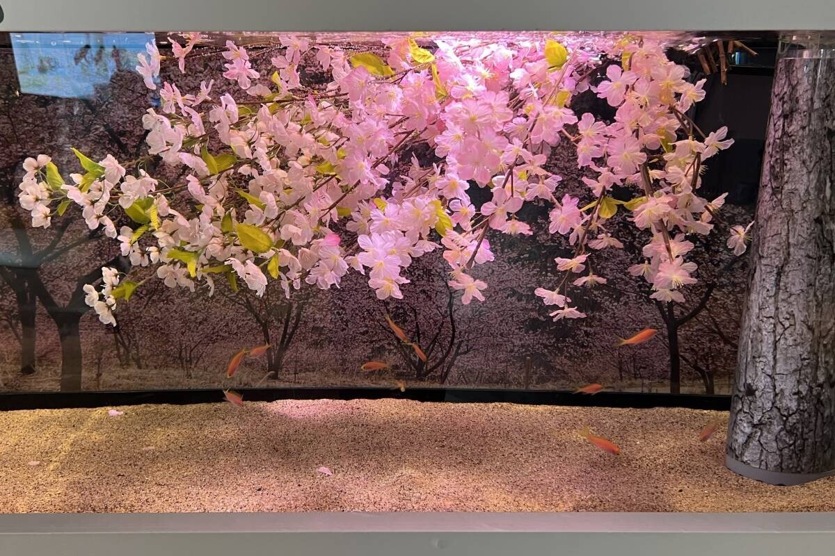 季節を彩る花と魚たちのコラボレーション！ 『ブルーミング アクアワールド・大洗～スプリング～』 期間限定「桜水槽」を展示中