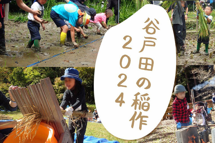 【4月スタート】小峰公園の田んぼでお米作り体験「谷戸田の稲作2024」に参加するご家族を募集します！