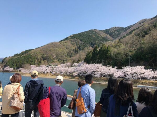 びわ湖最北端、日本さくら名所100選「海津大崎の桜」を愛でるお花見船を期間限定で運航！「海津大崎桜クルーズ2024」