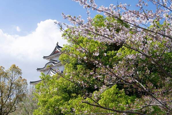 【BBQ&Co】「さくら名所100選」の明石公園で楽しむ、ホテル総料理長監修のお花見弁当！公園内のカフェ＆レストラン「TTT」が販売