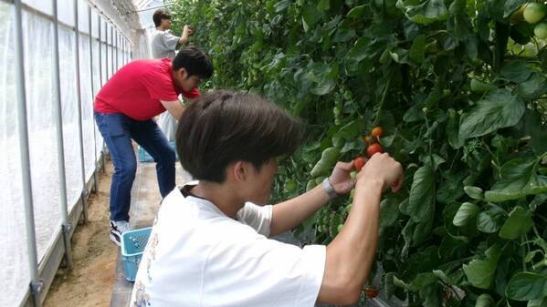「なら近大農法」で農学部生が育てた「近大ICTトマト」と「近大ICTメロン」を数量限定で発売