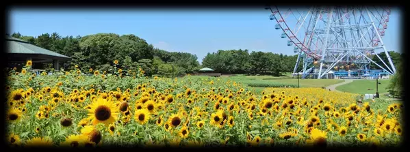 【葛西臨海公園】 8/1㈮～17㈰　花と光のムーブメント「海と自然と、いのちとつながる。― Connect with Everything ―」開催