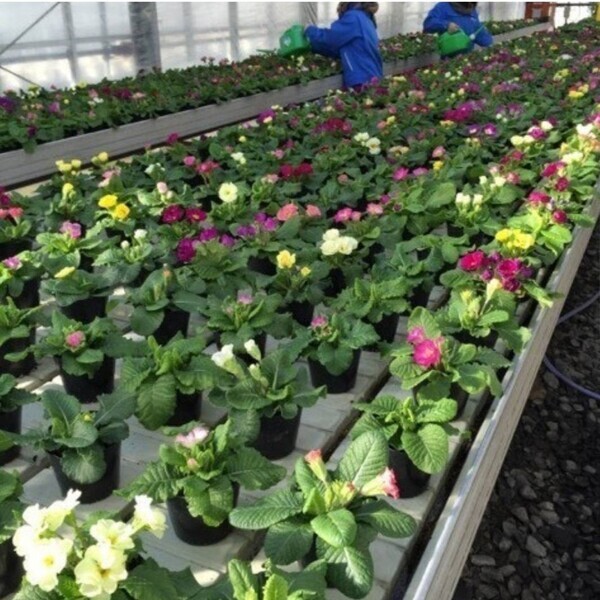 【京都】桂高校オリジナル プリムラ・ポリアンサの限定販売開始