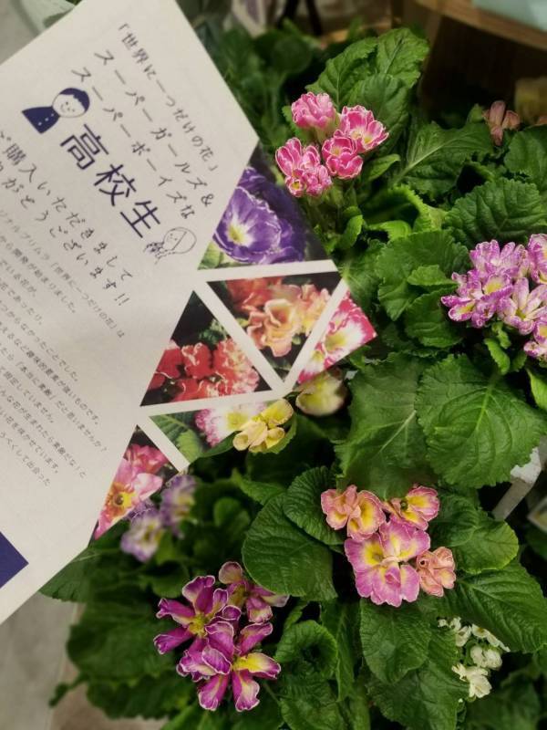 【京都】桂高校オリジナル プリムラ・ポリアンサの限定販売開始