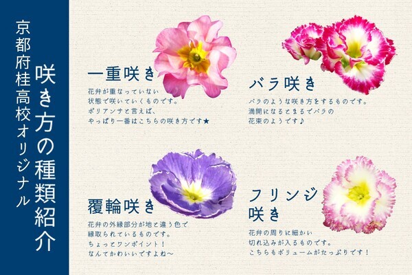 【京都】桂高校オリジナル プリムラ・ポリアンサの限定販売開始