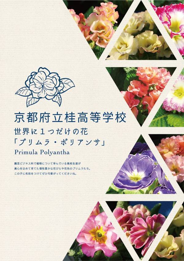 【京都】桂高校オリジナル プリムラ・ポリアンサの限定販売開始