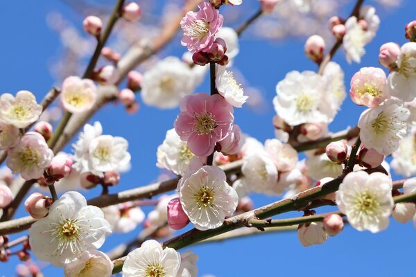 神代植物公園「春の催し～東風吹(こちふ)かば 春を愉しむ～」開催