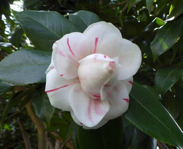 神代植物公園「春の催し～東風吹(こちふ)かば 春を愉しむ～」開催