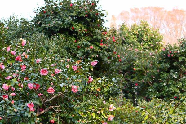 神代植物公園「春の催し～東風吹(こちふ)かば 春を愉しむ～」開催