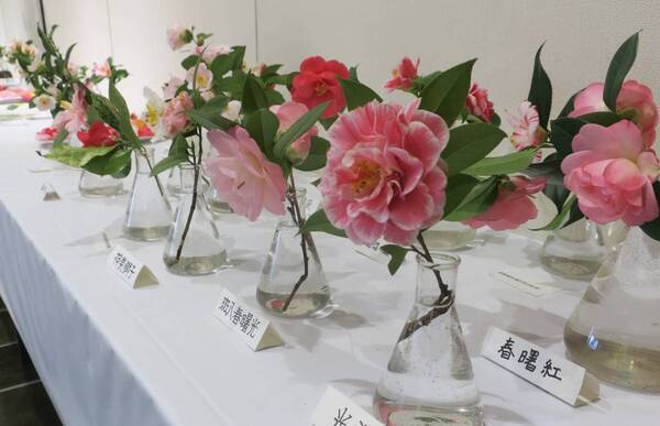 神代植物公園「春の催し～東風吹(こちふ)かば 春を愉しむ～」開催