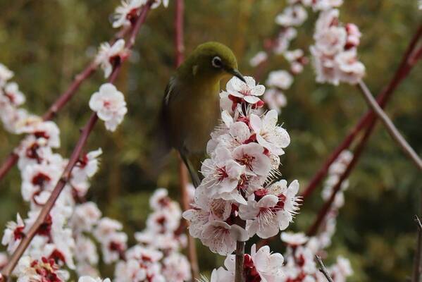 神代植物公園「春の催し～東風吹(こちふ)かば 春を愉しむ～」開催