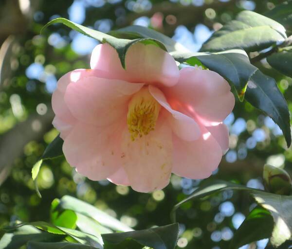 神代植物公園「春の催し～東風吹(こちふ)かば 春を愉しむ～」開催