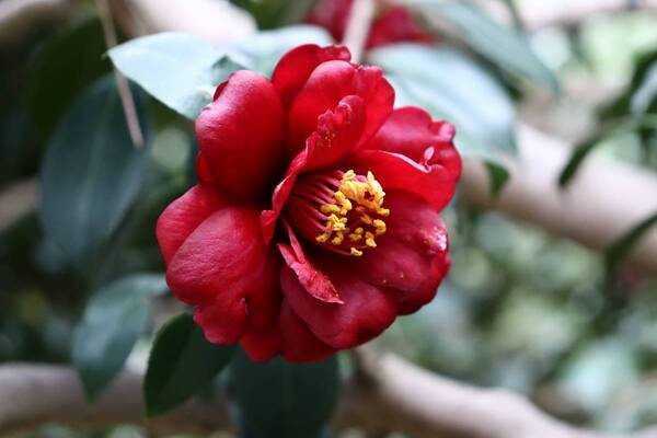 神代植物公園「春の催し～東風吹(こちふ)かば 春を愉しむ～」開催
