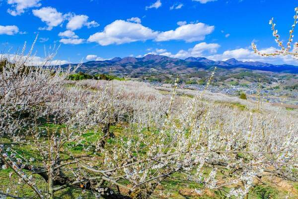 ひと足早い春の訪れを満喫！ 「冬〜早春の花だより」特集ページを公開