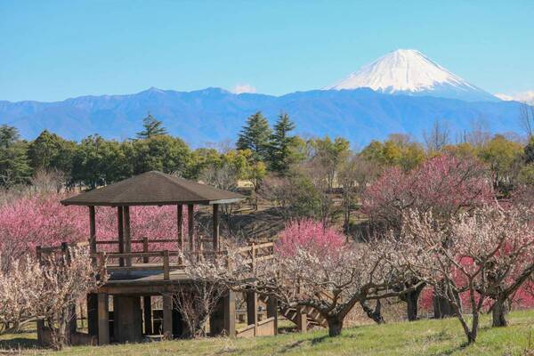 ひと足早い春の訪れを満喫！ 「冬〜早春の花だより」特集ページを公開
