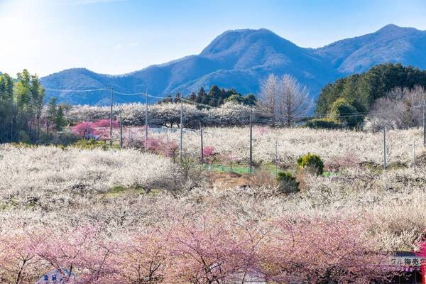 ひと足早い春の訪れを満喫！ 「冬〜早春の花だより」特集ページを公開