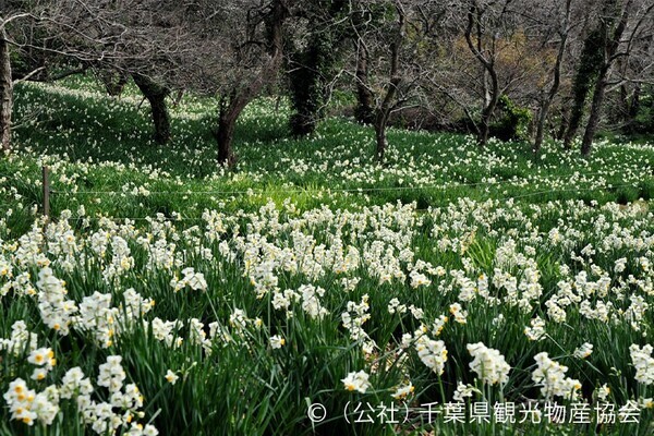 ひと足早い春の訪れを満喫！ 「冬〜早春の花だより」特集ページを公開
