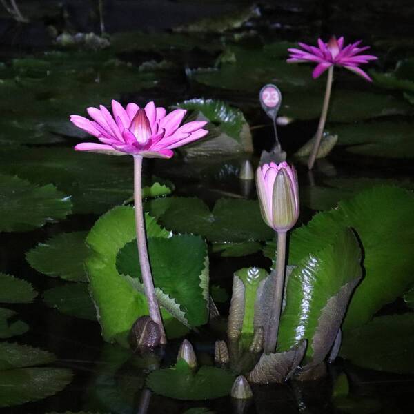 神代植物公園「秋の大温室夜間公開」を開催！ （９月14日・15日）